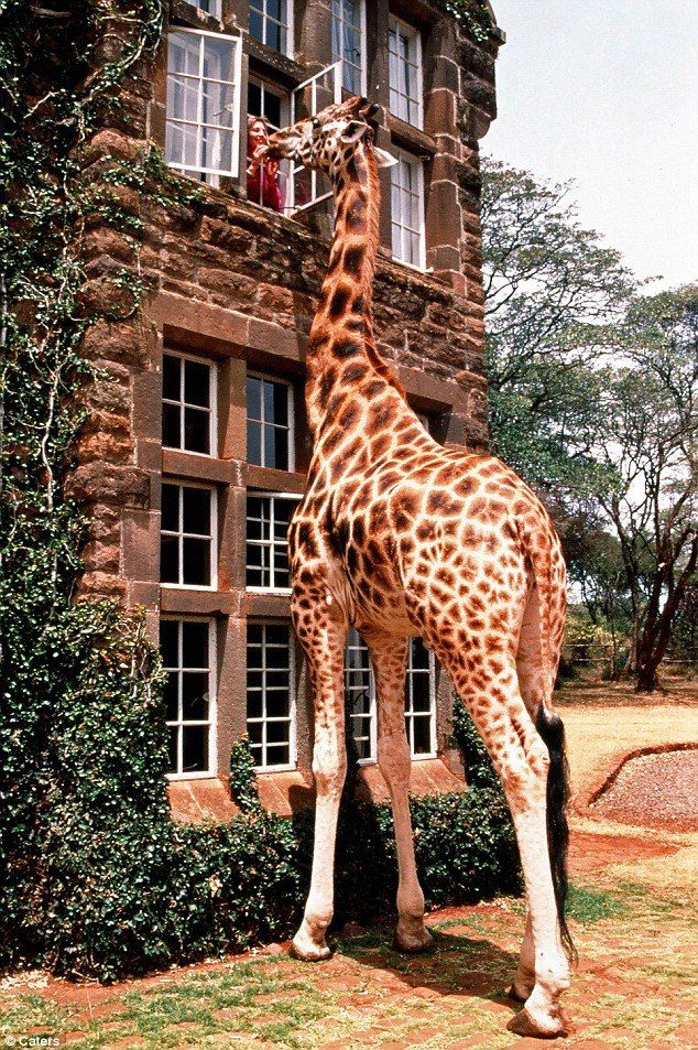 Giraffe Manor Costs WHAT? - Living On Fifty